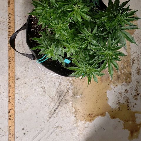 T-Dub (Trainwreck Heirloom) growlog photo: 14x13x9 inches