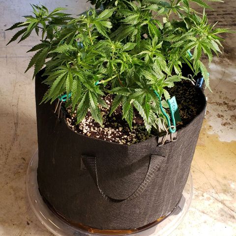 T-Dub (Trainwreck Heirloom) growlog photo: 14x13x9 inches