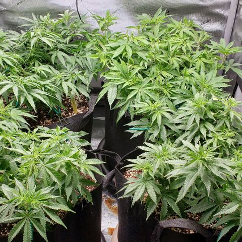 T-Dub (Trainwreck Heirloom) growlog timeline photo