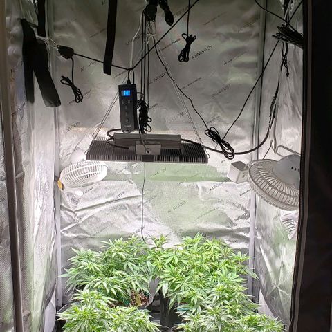 T-Dub (Trainwreck Heirloom) growlog timeline photo