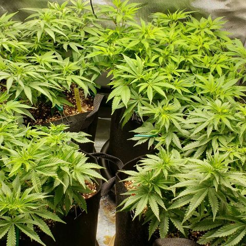 T-Dub (Trainwreck Heirloom) growlog photo: Day 1 of flower