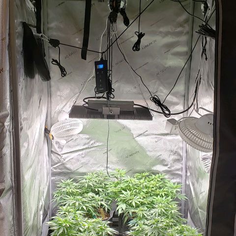 T-Dub (Trainwreck Heirloom) growlog photo: Day 1 of flower