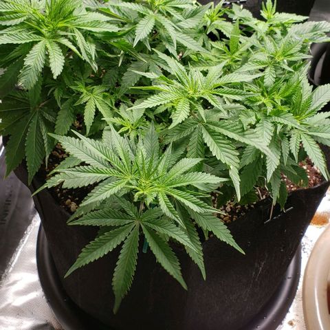 T-Dub (Trainwreck Heirloom) growlog photo: 13 tops