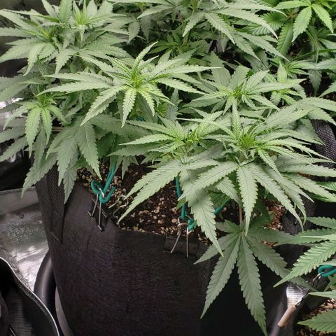 Girl Scout Cookie Extreme growlog photo: 19 tops