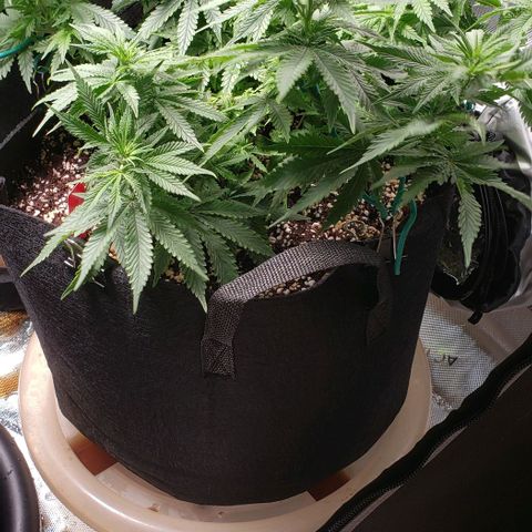 Trainwreck (Arcata cut) growlog photo: 15 tops