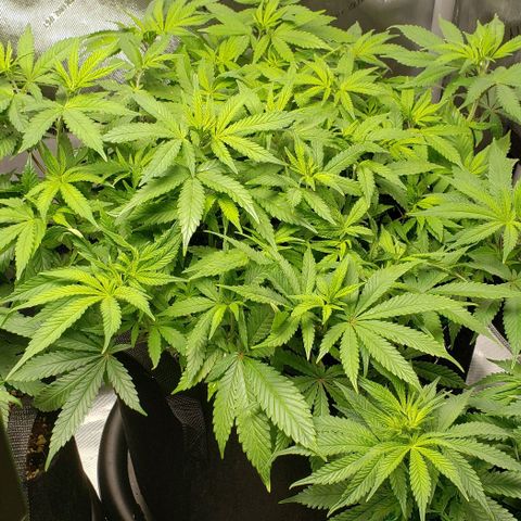 Hot Mess growlog photo: Maybe 27 tops