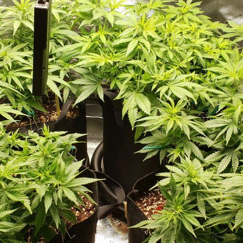 T-Dub (Trainwreck Heirloom) growlog timeline photo