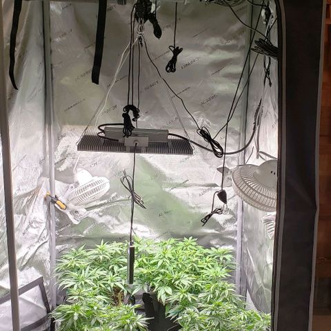 T-Dub (Trainwreck Heirloom) growlog timeline photo