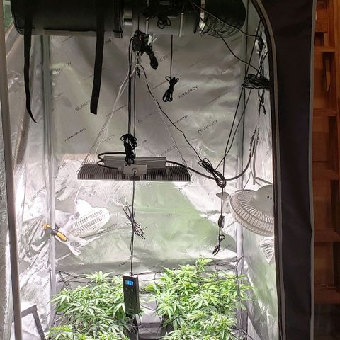 T-Dub (Trainwreck Heirloom) growlog photo: Added scrog