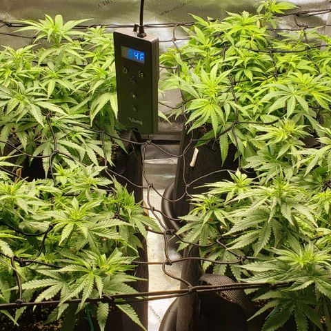 T-Dub (Trainwreck Heirloom) growlog photo: Added scrog