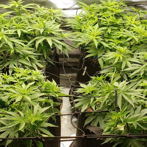 T-Dub (Trainwreck Heirloom) growlog timeline photo