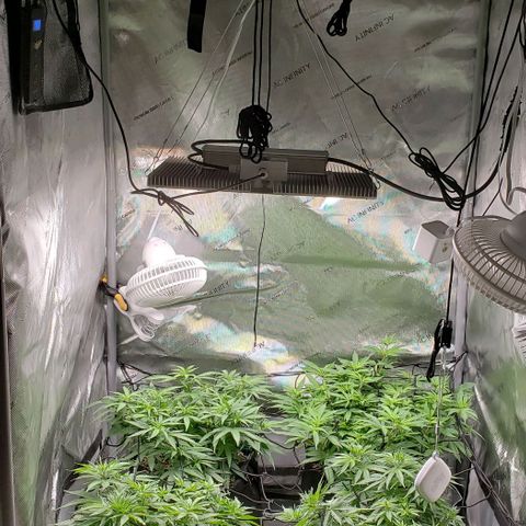 T-Dub (Trainwreck Heirloom) growlog timeline photo