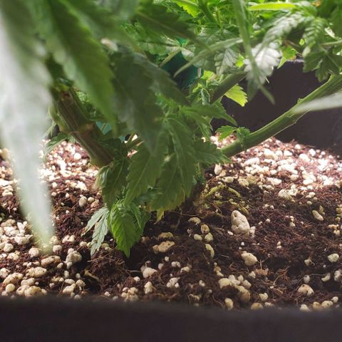 T-Dub (Trainwreck Heirloom) growlog timeline photo