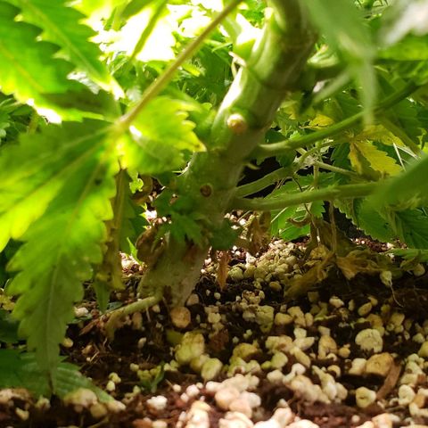 T-Dub (Trainwreck Heirloom) growlog timeline photo