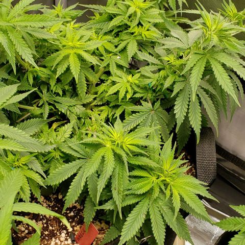 Trainwreck (Arcata cut) growlog timeline photo