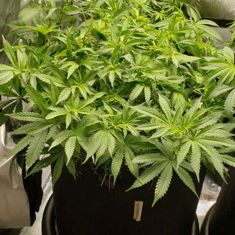 Hot Mess growlog timeline photo