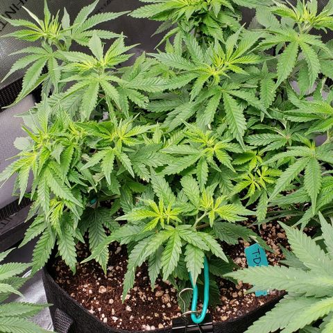 T-Dub (Trainwreck Heirloom) growlog timeline photo