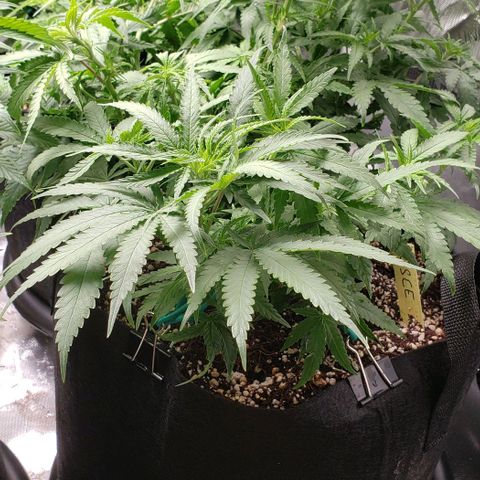 Girl Scout Cookie Extreme growlog timeline photo