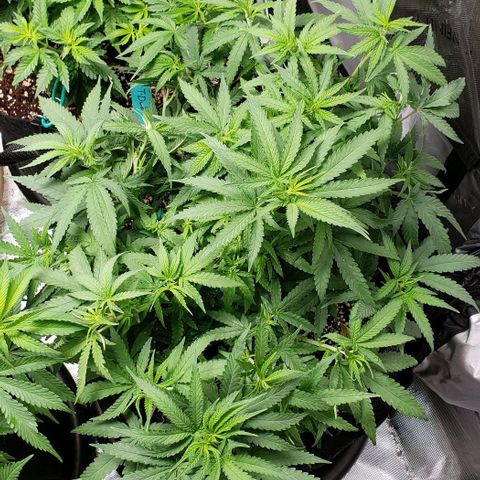 Girl Scout Cookie Extreme growlog timeline photo
