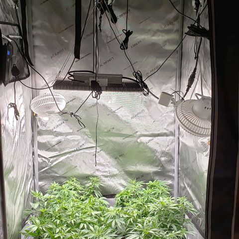 T-Dub (Trainwreck Heirloom) growlog timeline photo