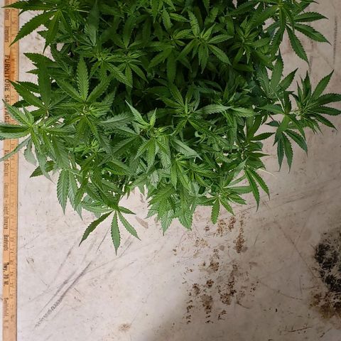 Hot Mess growlog photo: 20.5x19x12 inches