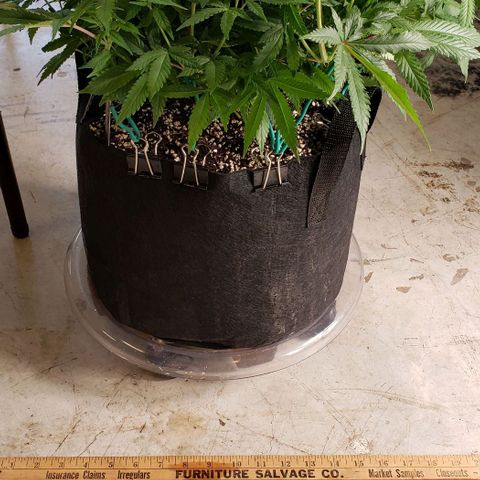 Hot Mess growlog photo: 20.5x19x12 inches