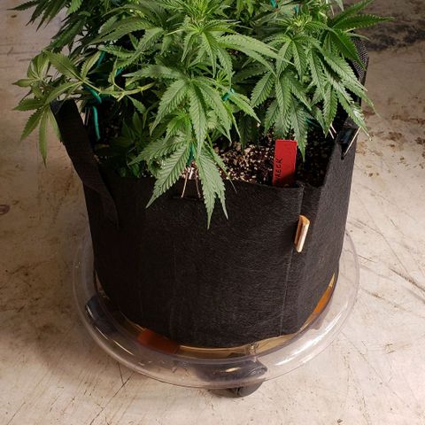 Trainwreck (Arcata cut) growlog photo: 17.5x13x11 inches