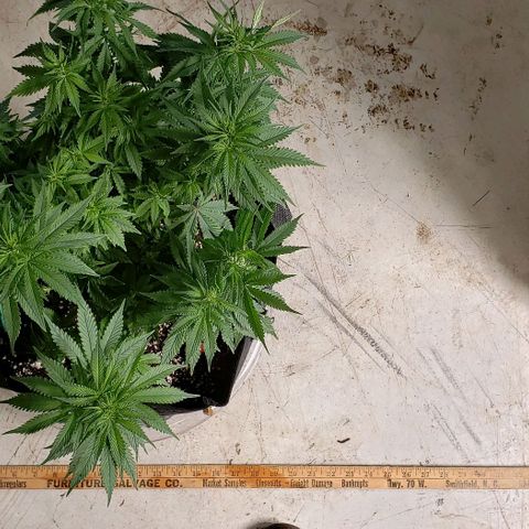 Trainwreck (Arcata cut) growlog photo: 17.5x13x11 inches