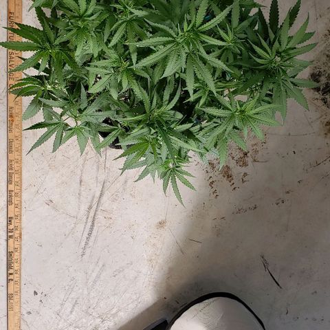 Girl Scout Cookie Extreme growlog photo: 19x18x11 inches