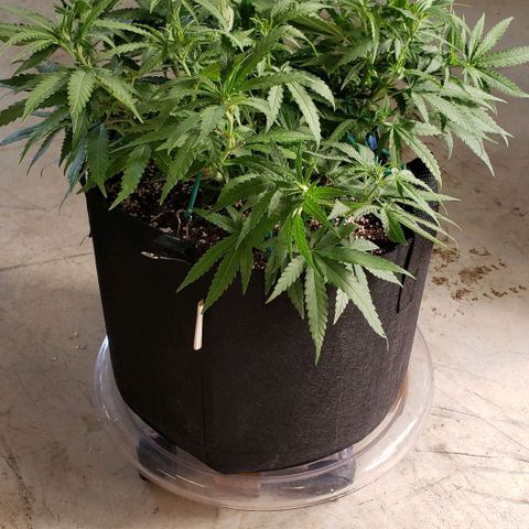 Girl Scout Cookie Extreme growlog photo: 19x18x11 inches