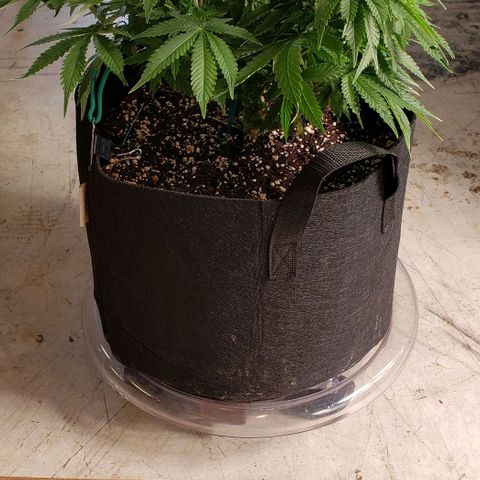 T-Dub (Trainwreck Heirloom) growlog photo: 16.5x14x11 inches