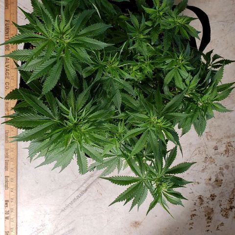 T-Dub (Trainwreck Heirloom) growlog photo: 16.5x14x11 inches
