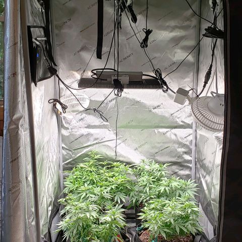 T-Dub (Trainwreck Heirloom) growlog timeline photo