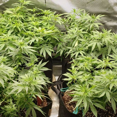 T-Dub (Trainwreck Heirloom) growlog timeline photo