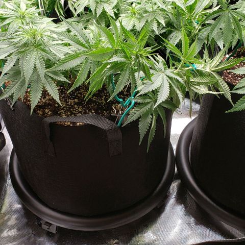 Trainwreck (Arcata cut) growlog photo: Tied down 4 branches