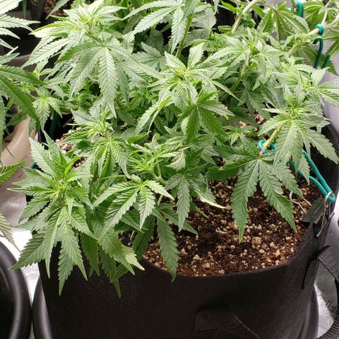 T-Dub (Trainwreck Heirloom) growlog timeline photo