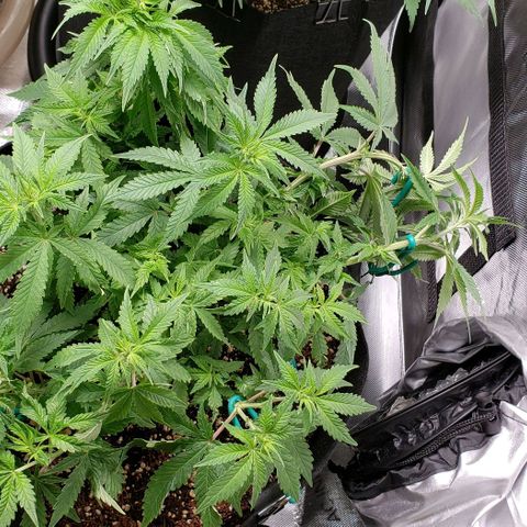 T-Dub (Trainwreck Heirloom) growlog timeline photo