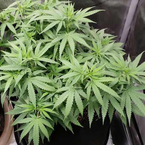 Girl Scout Cookie Extreme growlog timeline photo