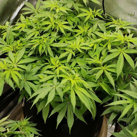 Hot Mess growlog timeline photo