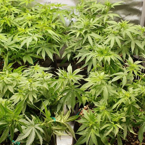 T-Dub (Trainwreck Heirloom) growlog timeline photo