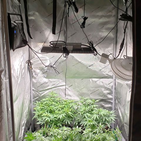 T-Dub (Trainwreck Heirloom) growlog timeline photo