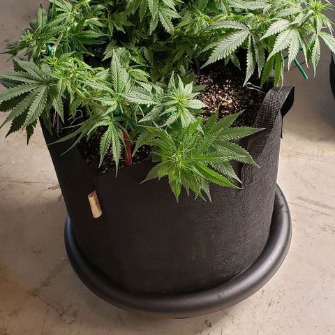 Trainwreck (Arcata cut) growlog photo: 18x16x10 inches