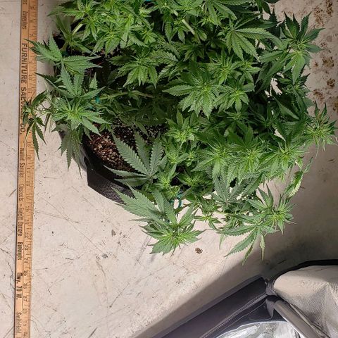 Trainwreck (Arcata cut) growlog photo: 18x16x10 inches