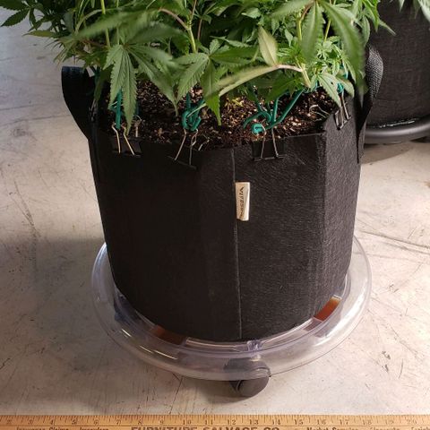 Hot Mess growlog photo: 20.5x20x11 inches