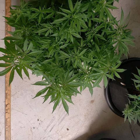 Hot Mess growlog photo: 20.5x20x11 inches