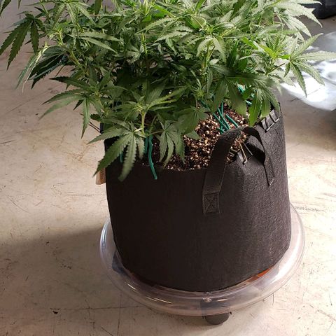 Girl Scout Cookie Extreme growlog photo: 20x18x12 inches