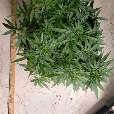 Girl Scout Cookie Extreme growlog photo: 20x18x12 inches