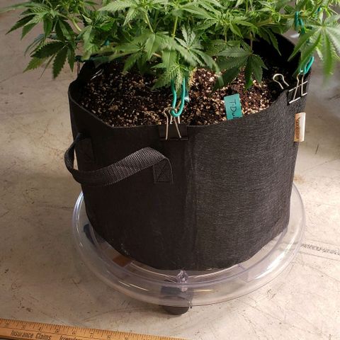 T-Dub (Trainwreck Heirloom) growlog photo: 18x15x10 inches