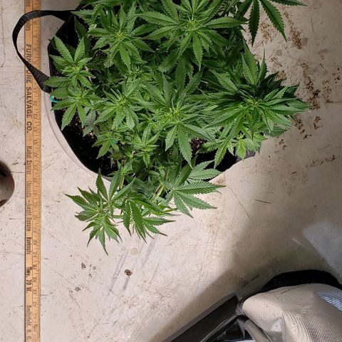 T-Dub (Trainwreck Heirloom) growlog photo: 18x15x10 inches