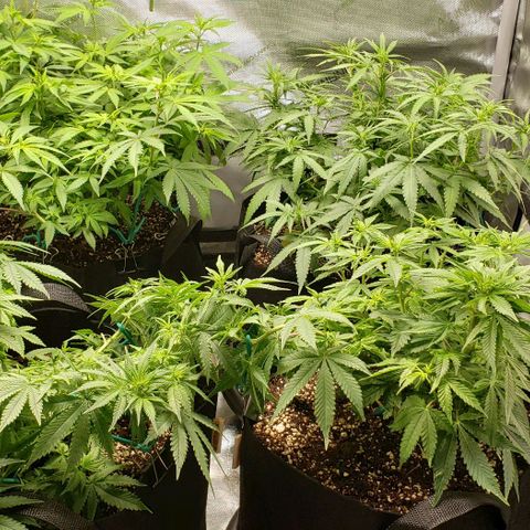 T-Dub (Trainwreck Heirloom) growlog timeline photo